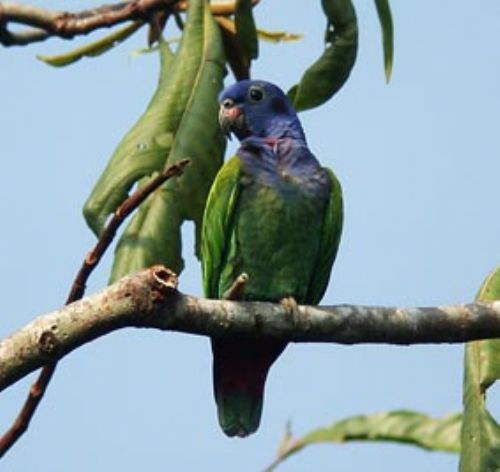 Blue-headed Parrot - Photo: Roger Ahlman